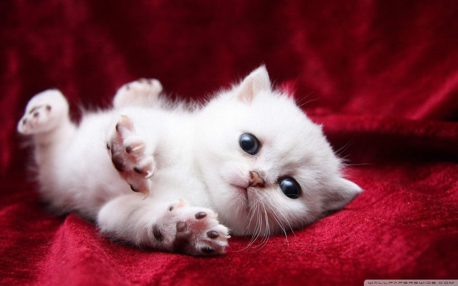 唯一时刻，爵士绝杀深圳，马克西街道赛称王