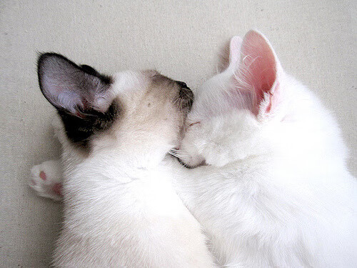 当狙击镜对准聚光灯，杰伦·格林如何用一场无声的封锁，重定义黄蜂与掘金的胜负天平