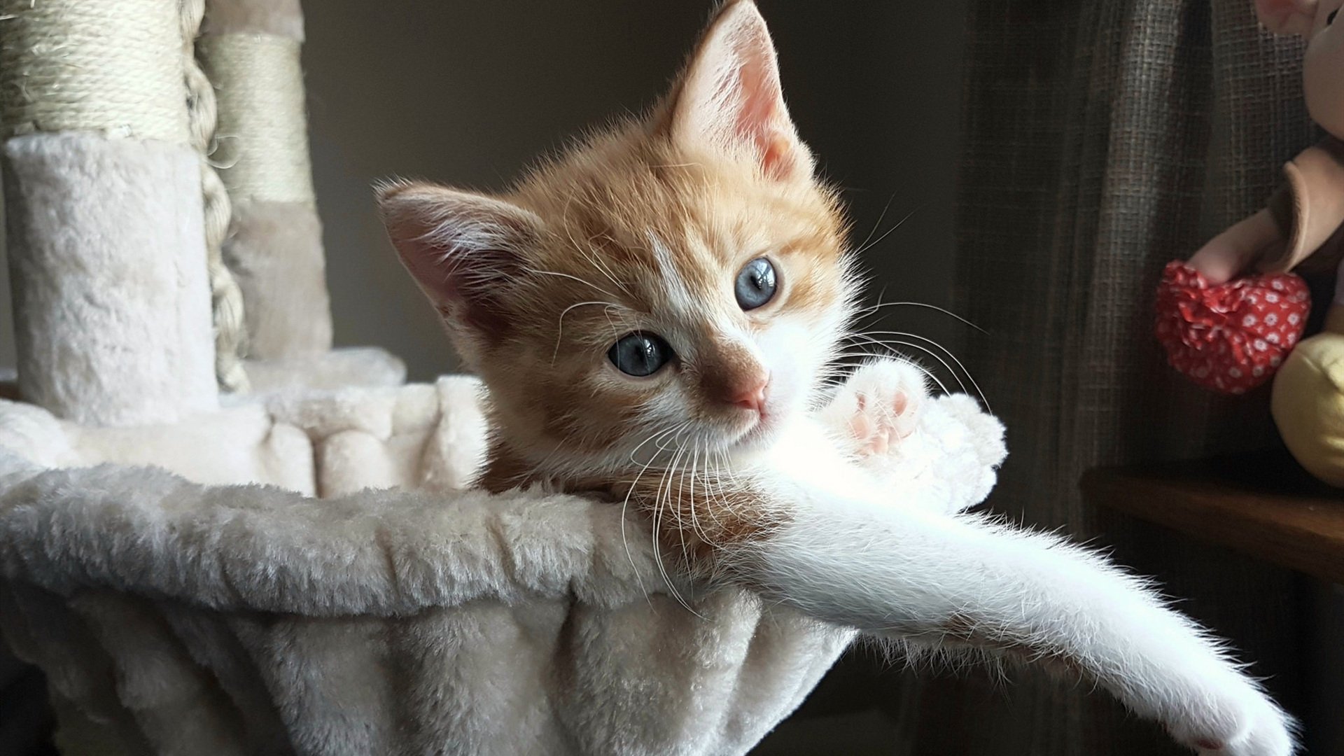 莫兰特关键先生显威，黄蜂跨联盟击败深圳队