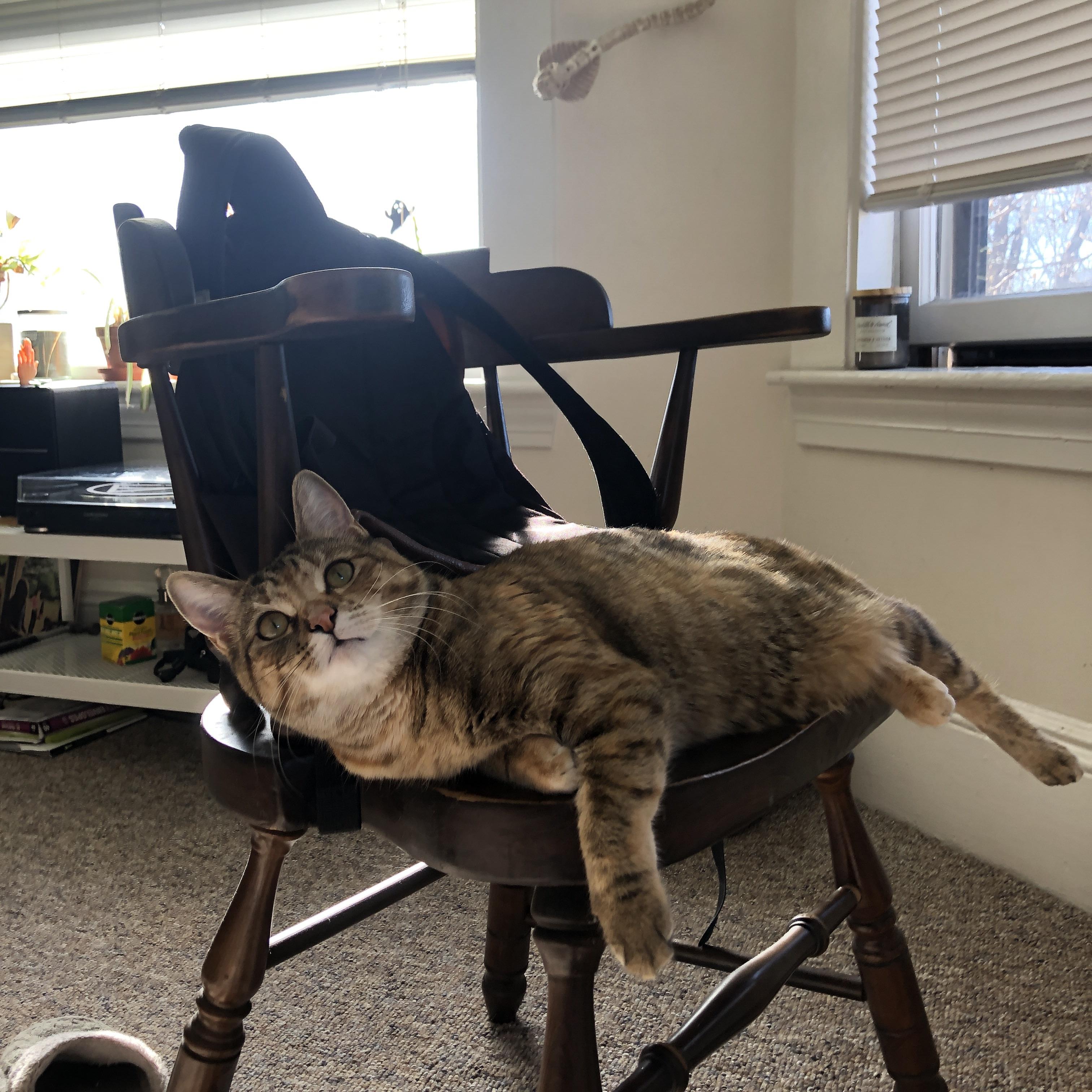 林海雪原的咆哮，吉林队生死战逆袭森林狼，铸就年度焦点传奇