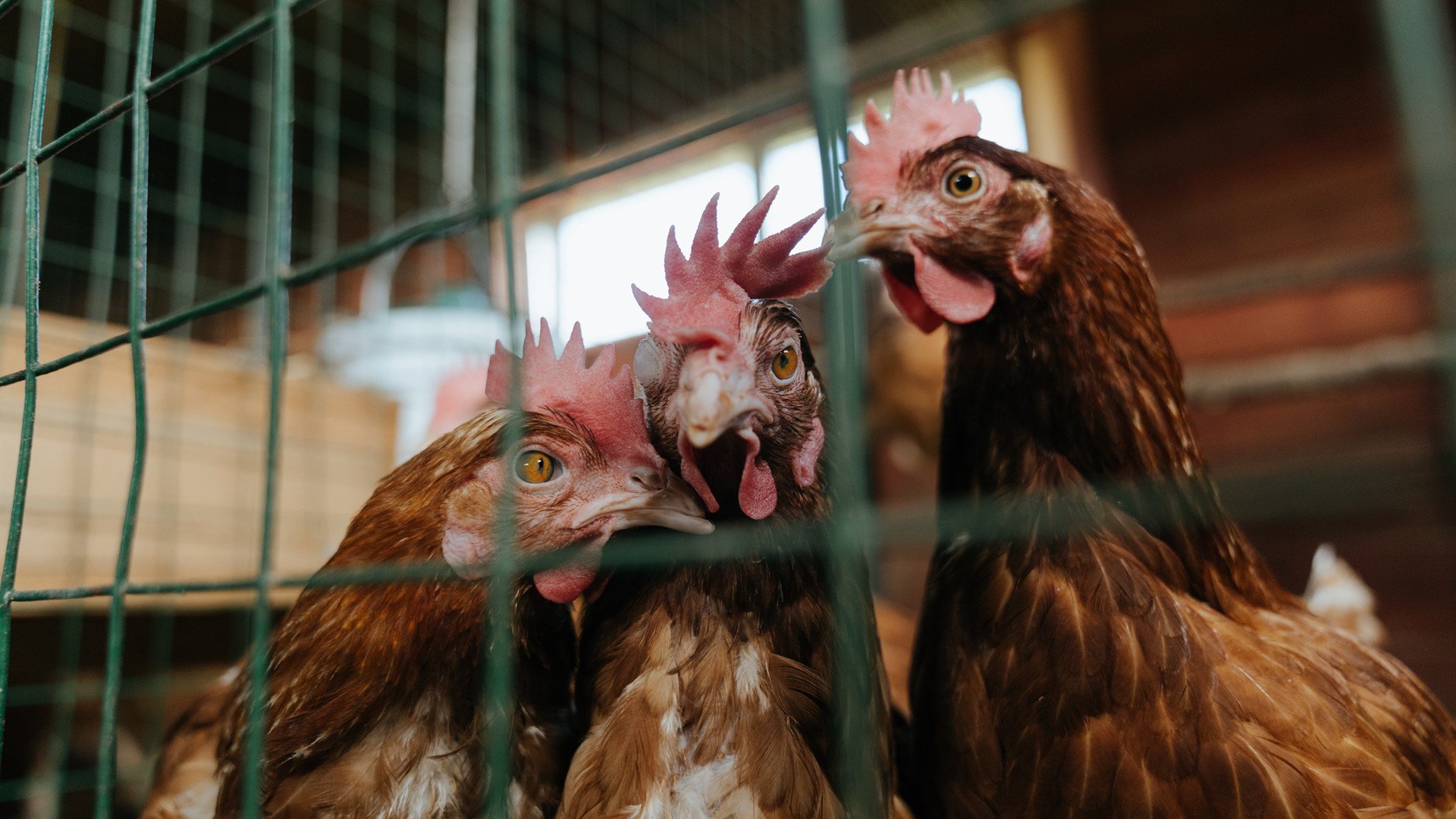 于死寂处燃起烽火，加维关键节点连击与奥地利末节的窒息艺术