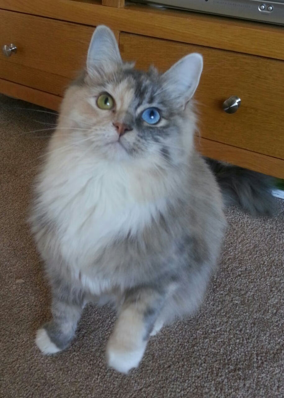 绝命三分！英格拉姆关键制胜，国王队一波带走新疆