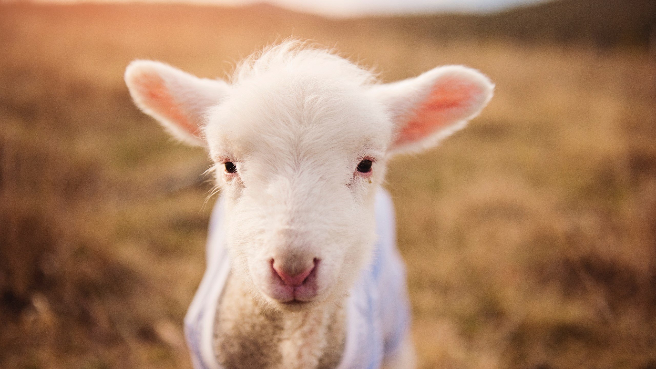 强强对决！骑士临危不乱硬仗取胜上海队，福克斯三记三分定乾坤
