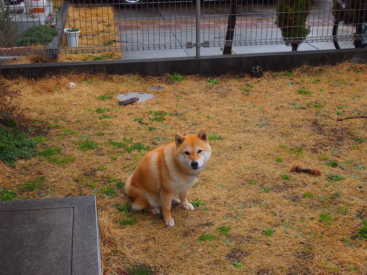 足球场上的猎鹰，稳固防守成德甲争冠焦点，掘金式猛攻如何被化解