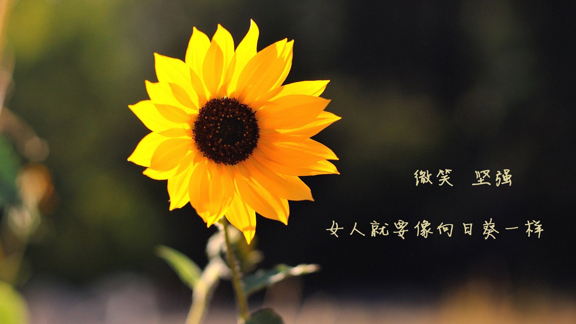 波斯铁骑的非典型突围,当奥斯梅恩成为沙漠中的灯塔,C组秩序被彻底重构